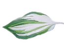 Hosta 'Kiwi Spearmint' 9cm €5.95 Hosta 'Kiwi Spearmint' for sale Ireland