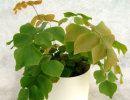 Adiantum peruvianum