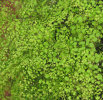 Adiantum microphyllum
