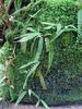Adiantum caudatum Walking Maidenhair Fern sold out Adiantum caudatum Walking Maidenhair Fern 9cm €4.50