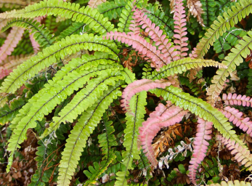 Adiantum pubescence- New Zealand Hairy Maidenhair Fern Plug £3.50