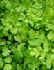 Adiantum raddianum 'Fragrans'