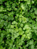 Adiantum venustum- Himalayan Maidenhair 9cm £4.95
