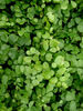 Adiantum venustum- Himalayan Maidenhair plug €3.50