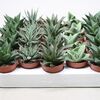 Tiny Aloe and Haworthia 9cm €2.75