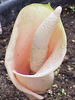 Amorphophallus