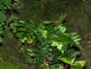 Anemia mexicana - Mexican Flowering Fern