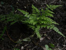 Arachniodes miqueliana- Miquel's Bristle Fern