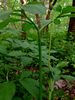 Arisaema dracontium - Green Dragon flowering size bulb €6.95 Arisaema dracontium - Green Dragon for sale Ireland