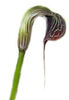 Arisaema griffithii flowering size bulb €7.95 Arisaema griffithii Bulb £7.95