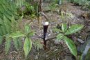 Arisaema sikokianum- Japanese Jack in the Pulpit. for sale in Ireland