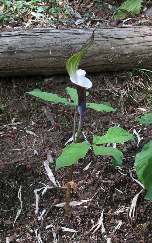 Arisaema sikokianum- Japanese Jack in the Pulpit. 9cm potted plant £16.95
