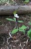 Arisaema sikokianum- Japanese Jack in the Pulpit. flowering size bulb €20 Arisaema sikokianum- Japanese Jack in the Pulpit. bulb £20