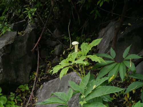 Arisaema tortuosum Bulb £6.95