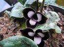Asarum