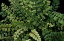 Asplenium trichomanes -Maidenhair Spleenwort plug €2.95