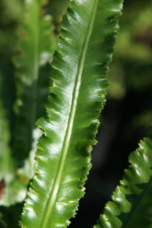 Asplenium scol. ‘Angustifolia’ 9cm £4.20