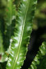 Asplenium scol. ‘Angustifolia’ 9cm sold out