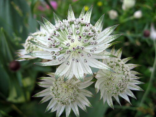 Astrantia major 'White Angel' 9cm €6.50