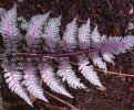 Athyrium nipponicum 'Burgundy Lace' Japanese Painted Fern