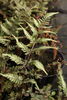 Athyrium nipponicum 'Applecourt' Crested Painted Fern 9cm €12 Athyrium nipponicum 'Applecourt' Crested Painted Fern for sale ireland