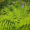 Athyrium filix-femina - The Lady Fern plug €2.95 Athyrium filix-femina - The Lady Fern fern for sale in Ireland
