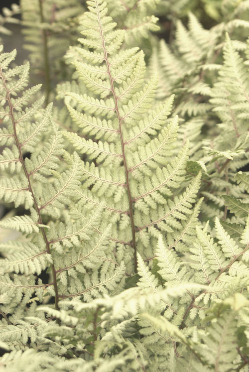 Athyrium 'Ghost' 9cm