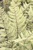 Athyrium 'Ghost' 9cm