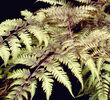 Athyrium nipponicum 'Silver Falls' 9cm `€4.95