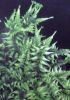 Athyrium nipponicum 'Applecourt' Crested Painted Fern