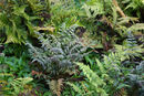 Athyrium nipponicum 'Pictum' Japanese Painted Fern 9cm €4.95