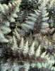 Athyrium nipponicum 'Pewter Lace' 9cm £4.95