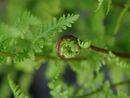 Athyrium filix-femina 'Rotsteil'- The Red Stemmed Lady Fern P9 €5.50 Athyrium filix-femina - The Lady Fern fern for sale in Ireland
