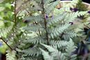 Athyrium 'Ghost' 9cm €6.95 Athyrium 'Ghost' for sale ireland