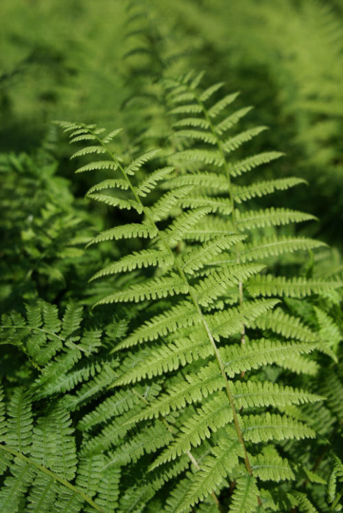 Athyrium filix-femina - The Lady Fern 9cm £3.95