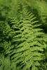 Athyrium filix-femina - The Lady Fern sold out Athyrium filix-femina - The Lady Fern plug plant €2.95