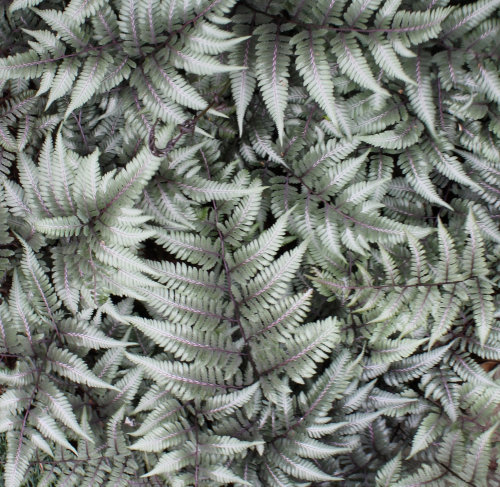 Athyrium 'Godzilla' sold out