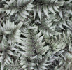 Athyrium 'Godzilla' sold out