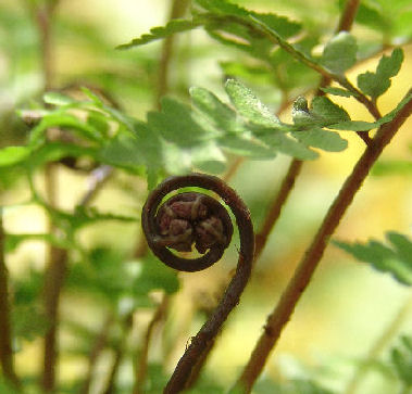Athyrium vidalii Vidal's Lady Fern plug plant €2.95