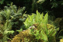 Native Fern collection- 7 ferns