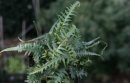 Asplenium x ebenoides - Dragon-Tails Fern/Scott's Spleenwort 9cm £5.95