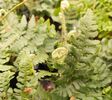 Dryopteris championii 1 litre €6.95 Dryopteris championii for sale in Ireland