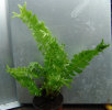 Blechnum brasiliense 'Cristatum'- Crested Brazilian Tree Fern 9cm £9.95