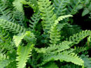 Blechnum spicant - AGM Deer Fern sold out Blechnum spicant - AGM Deer Fern 9cm €4.50