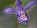 Bletilla striata 'Blue Dragon'