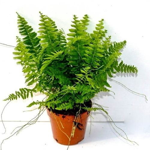 Nephrolepsis exaltata 'Bostoniensis' - Boston Fern 9cm £3.95