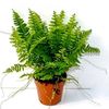 Nephrolepsis exaltata 'Bostoniensis' - Boston Fern 9cm £3.95