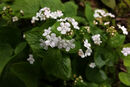 Brunnera macrophylla 'Betty Bowring'