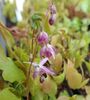 Epimedium x Sasaki for sale ireland