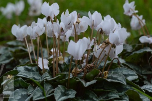 Cyclamen hederifolium 'Album' 9cm £3.95